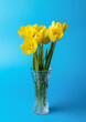 Yellow tulips in a vase on a blue background.