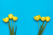 Two bouquets of yellow tulips on a blue background.