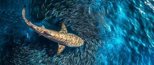 Shark Swimming Among School Of Fish In Blue Waters.