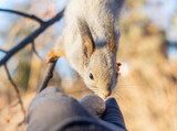 Fototapeta Nowy Jork - Squirrel eats nuts from a man's hand. Caring for animals in winter or autumn.