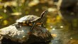Turtle bask in the sun, sunbathing, nature, animal, Red eared slider