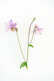 Fototapeta  - Aquilegia vulgaris flower isolated on white