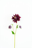 Fototapeta  - Aquilegia vulgaris flower isolated on white