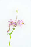 Fototapeta  - Aquilegia vulgaris flower isolated on white