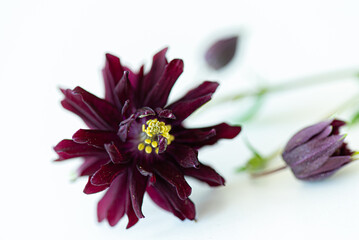 Wall Mural - Aquilegia vulgaris flower isolated on white