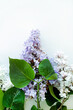 lilac flowers on the white