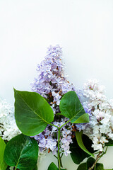 Poster - lilac flowers on the white