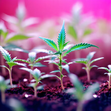 Cannabis Little Seedlings Of The Plant Generative Ai