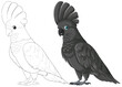 Detailed black cockatoo with outline version