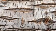 Detailed photograph of birch bark with visible wood grain, perfect for naturalistic backgrounds,