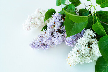 Poster - lilac flowers on the white