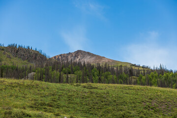 Wall Mural - summer mountain peak with forest and hill meadow