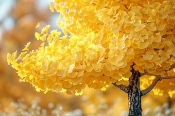 Ginkgo Tree with Yellow Leaves: Bright yellow foliage in autumn. 