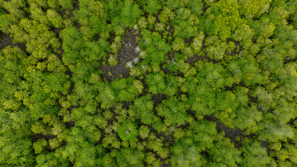 Wall Mural - aerial view of dark green forest Abundant natural ecosystems of rainforest. Concept of nature forest preservation and reforestation