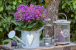 Garten-Arrangement mit lila Bauernhortensie in Zink-Gießkanne und vintage Laternen