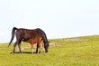 © Burak - Brown foal sucking his mother. Maternal instinct in animals. Mother and her cub in green meadows. Horse.