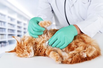 Sticker - Professional Veterinarian Holding cat in Veterinary Clinic