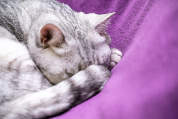 Wall Mural - scottish straight cat is sleeping. Close-up of a sleeping cat muzzle, eyes closed. Against the background of a purple blanket. Favorite Pets, cat food.