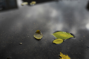 Wall Mural - Lively closeup of falling autumn leaves with vibrant backlight from the setting sun