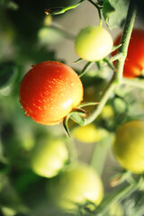 Wall Mural - Fresh farm cherry tomatoes on the branches are harvested by the farmer.