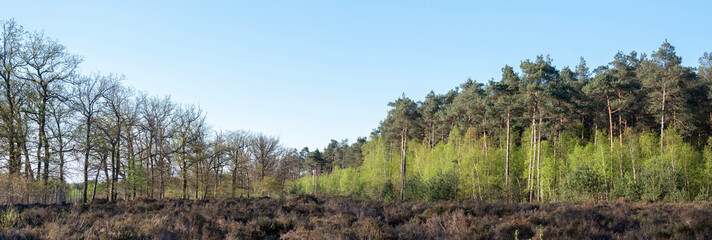 Canvas Print - young birch trees with fresh spring leaves on edge of forest near Leusden and Amersfoort in holland