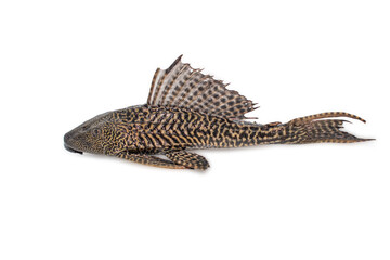 hypostomus plecostomus isolated on white background