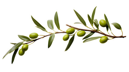 olive png, green olive png, green olive fruit png, olive with branch png, group olive fruit png, oli