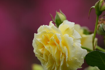 Wall Mural - rose garden in spring