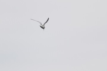 Wall Mural - little tern in flight