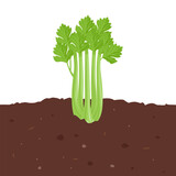 Fototapeta  - Celery growing in vegetable garden. Green leaf vegetable in organic soil. Vector cartoon flat illustration.