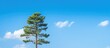 © vxnaghiyev - A gorgeous pine tree set against a serene blue sky providing ample copy space for images