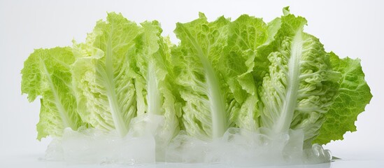 Wall Mural - an image of an iceberg lettuce with a white background providing ample copy space for additional con