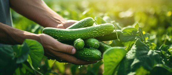 Sticker - A person s hands cultivating and harvesting homegrown cucumbers The image shows fresh produce and copy space for text