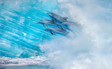 Wall Mural - Group of dolphins jumping on the water - Beautiful seascape and blue sky   Melting icebergs by the coast of Greenland with strong sea wave - Greenland