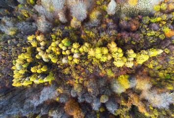 Canvas Print - Autumn in forest aerial top view. Mixed forest. Soft light in countryside woodland or park. Drone shoot above colorful green texture in nature