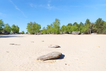 Canvas Print - White sand of the Cul de Chien in Fontainebleau forest