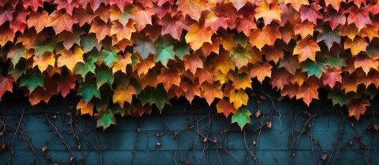 Wall Mural - The autumn season is approaching with a wall adorned in colorful ivy leaves serving as a textured background for this copy space image