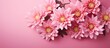 Floral creative composition with a banner featuring chrysanthemum flowers framing a pink background providing ample copy space image