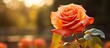 A vibrant rose captured in an autumn setting with ample copy space in the image