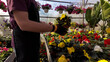 Man working in a flower nursery greenhouse, taking care of plants and preparing it for selling.