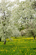 Spring scene in May with blooming old apple trees and dandelions in Sigulda in Latvia