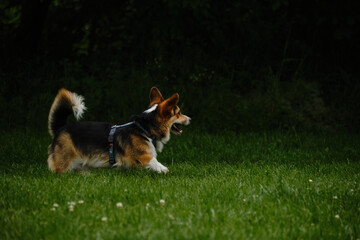 Wall Mural - Charming Welsh corgi Pembroke tricolor walks in the spring park, running merrily on the green grass. A carefree and happy pet life. A dog with a funny face in motion. Side view portrait.