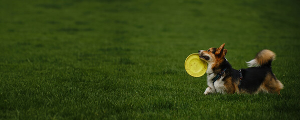 Wall Mural - Welsh corgi Pembroke tricolor walks in the spring park, running with a toy disc on the green grass. A carefree and happy pet life. The dog is playing with a flying saucer. Banner with copy space.