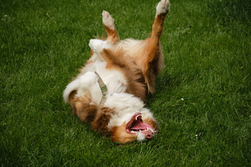 Wall Mural - Happiness and relaxation of pet outdoor. Charming carefree dog is lying on back, exposing belly to top in order to be stroked and scratched. A brown Australian Shepherd is resting in spring park.