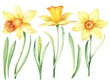 Daffodil flower set hand painted botanical illustration 