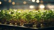 Generative AI A commercial microgreen farm using sustainable practices to produce a variety of premium greens.