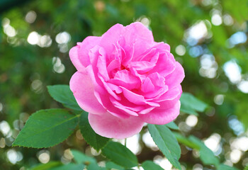 Wall Mural - closeup of a gorgeous pink carefree wonder rose blossoming in the garden