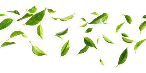 Wall Mural - green tea leaves flying on white background