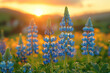 Lupine flowers blooming in the field at sunset. Beautiful nature background.