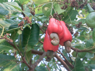 Wall Mural - Bunch of ripe and raw cashew apple hanging on cashew tree branch, soft and selective focus.